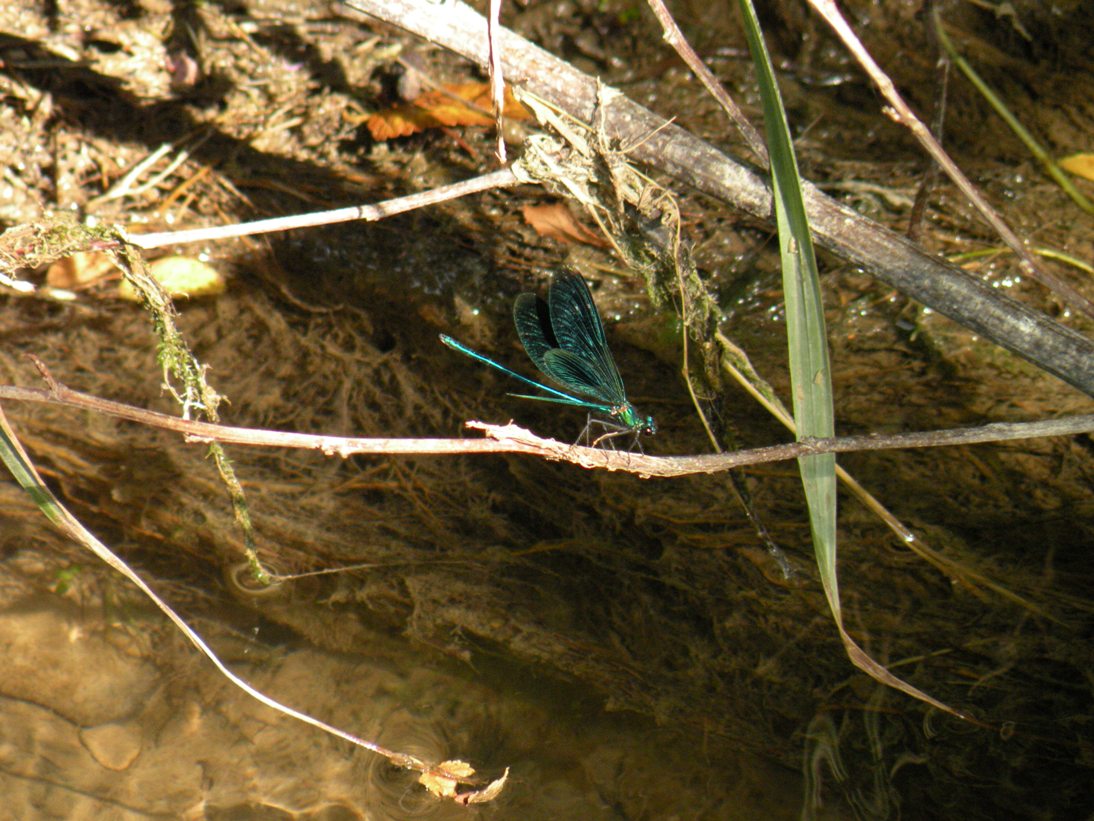 Calopteryx splendens